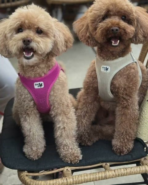 Dos caniches sentados en una silla de la terraza